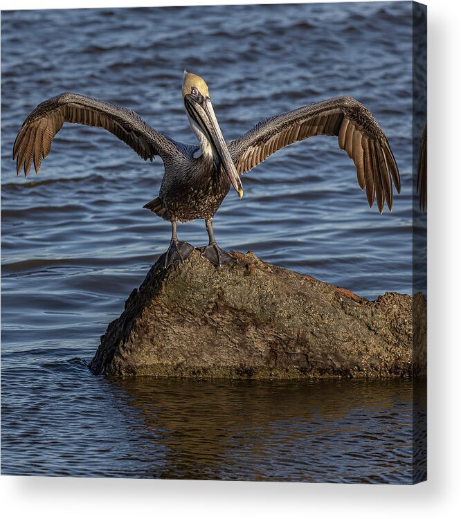 Pelican Acrylic Print featuring the photograph Air Dry by JASawyer Imaging