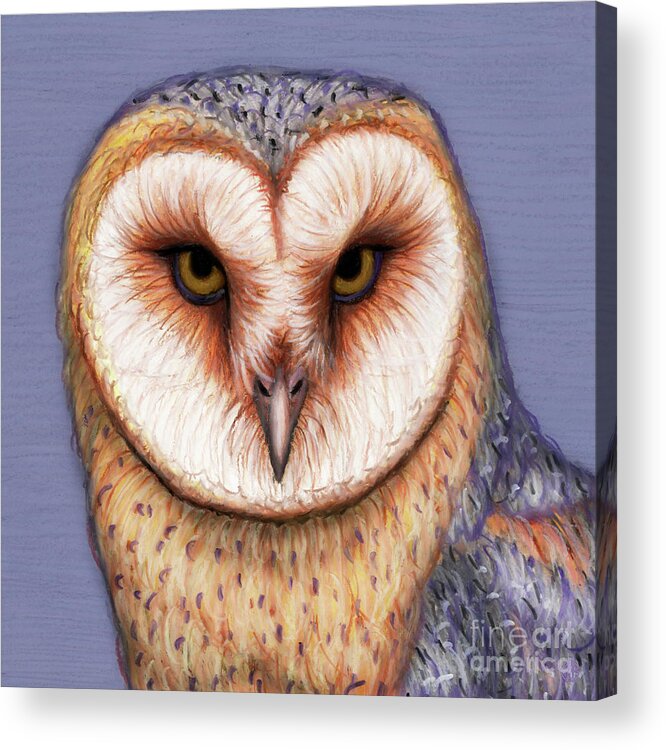 Barn Owl Acrylic Print featuring the painting American Barn Owl by Amy E Fraser