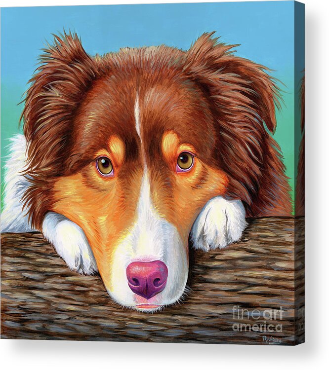Dog Acrylic Print featuring the painting Ammo the Red Tricolor Australian Shepherd by Rebecca Wang