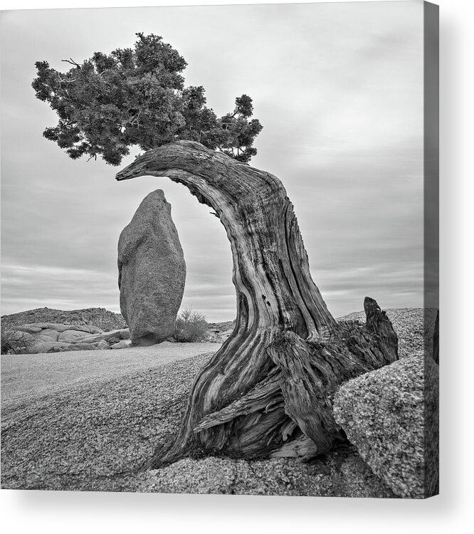 Briot Workshop Acrylic Print featuring the photograph April 2019 Joshua Tree and Obelisk by Alain Zarinelli