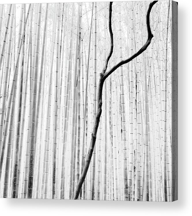 Bamboo Acrylic Print featuring the photograph Arashiyama Bamboo Forest. Kyoto, Japan by Stefano Orazzini