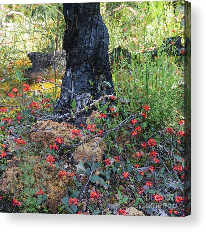 Red Coral Pea Acrylic Print featuring the photograph Australian Flame Pea - Chorizema cordatum 2 by Elaine Teague