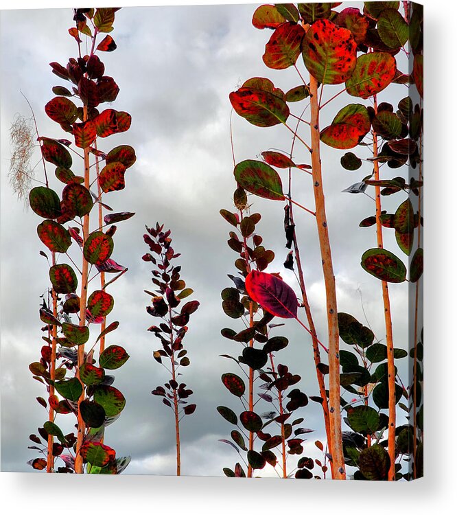 Smoke Tree Acrylic Print featuring the photograph Autumnal No. 1 - Smoke Tree with Frontal Passage Sky by Steve Ember