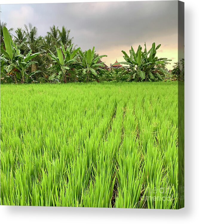 Bali Acrylic Print featuring the photograph Bali Fields by Wendy Golden