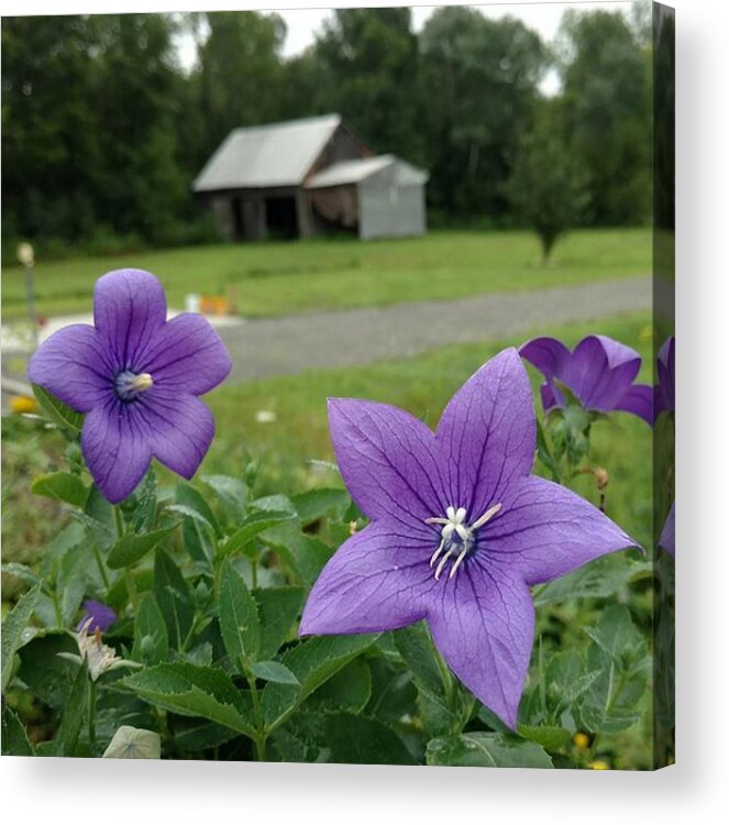 Balloon Flower Acrylic Print featuring the photograph Balloon Flowers and Barn by Vicki Noble