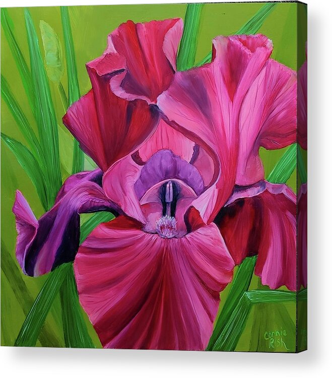 Red Iris Acrylic Print featuring the painting Beautiful Bordeaux by Connie Rish