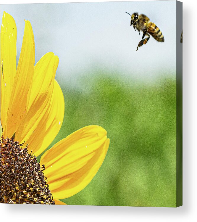 Bee Flying Yellow Flower Acrylic Print featuring the photograph Bee Getting Ready to Land on a Flower by David Morehead