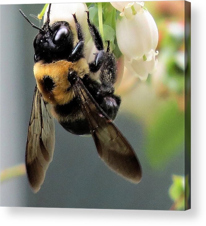 Insects Acrylic Print featuring the photograph Bee on Blueberry Blossoms by Linda Stern