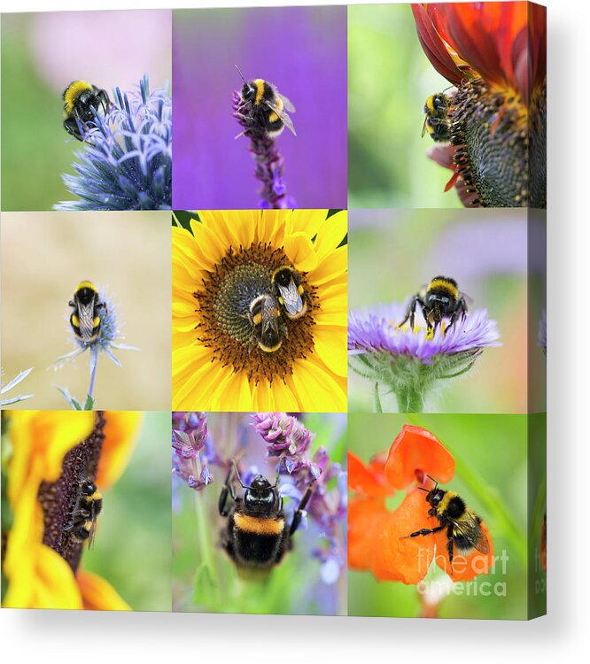 Bumblebee Acrylic Print featuring the photograph BeeTastic by Tim Gainey