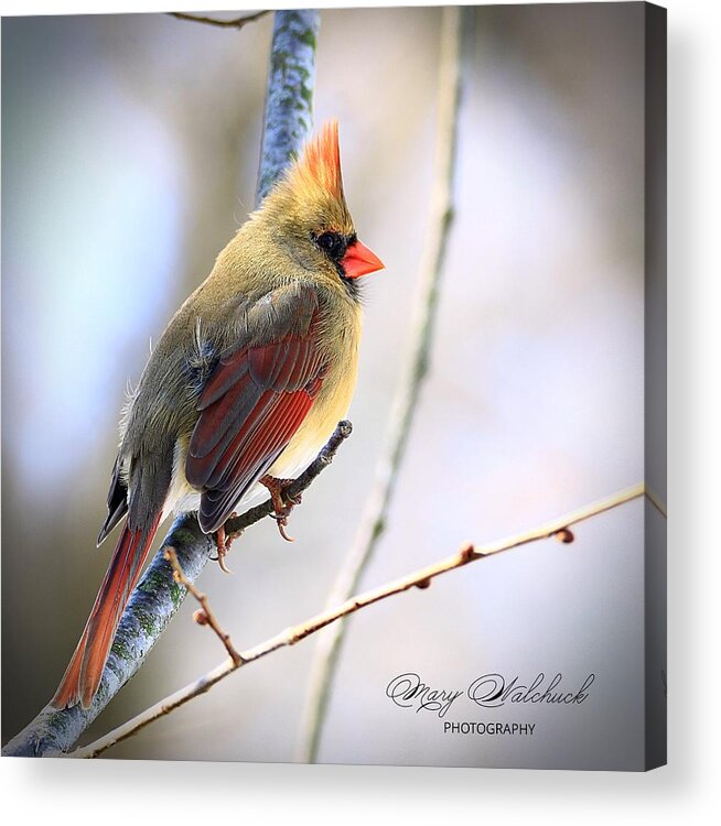 Female Cardinal Acrylic Print featuring the photograph Behold the Beauty by Mary Walchuck