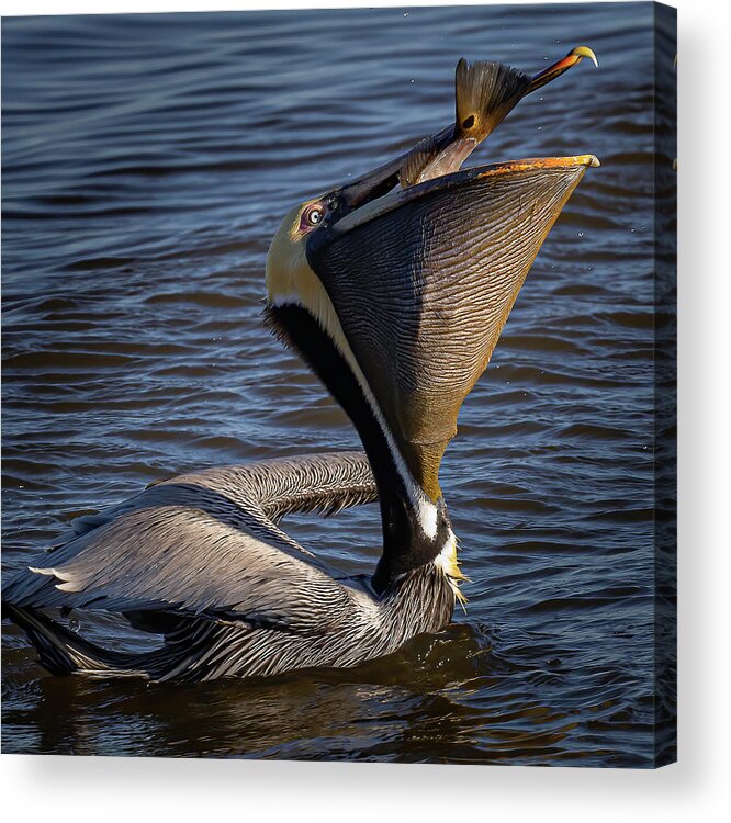 Pelican Acrylic Print featuring the photograph Big Gulp by JASawyer Imaging