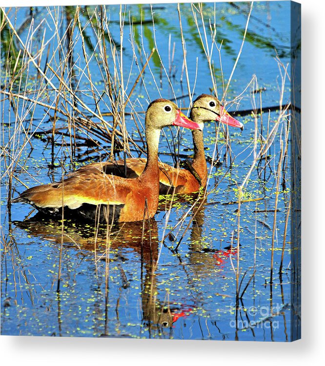  Acrylic Print featuring the photograph Black Bellied Whistling Ducks at Myakka by Joanne Carey