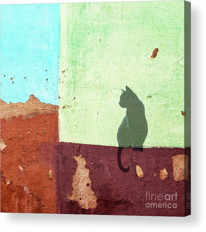 Black Acrylic Print featuring the photograph Black cat sitting on a wall by Delphimages Photo Creations
