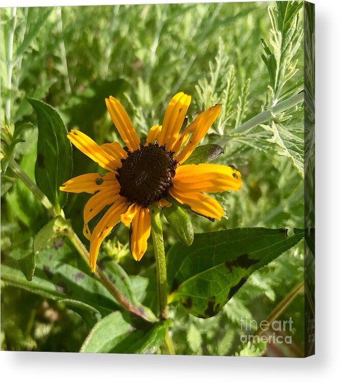 Black Eyed Susan Acrylic Print featuring the photograph Black Eyed Susan by Aisha Isabelle