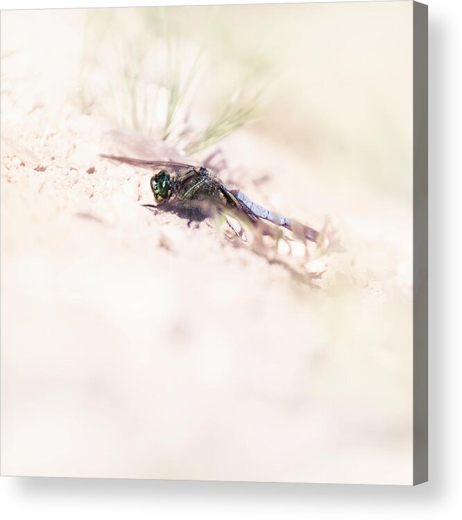 Black-tailed-skimmer Acrylic Print featuring the photograph Black-tailed skimmer by Jaroslav Buna