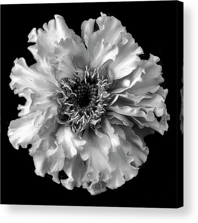  Acrylic Print featuring the mixed media Bloom in Black and White by Cindy Greenstein