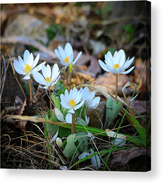 Bloodroot Acrylic Print featuring the photograph Blooming Bloodroot by Scott Burd