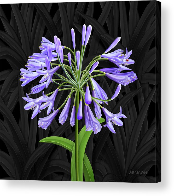 Agapanthus Acrylic Print featuring the painting Blue Agapanthus by David Arrigoni