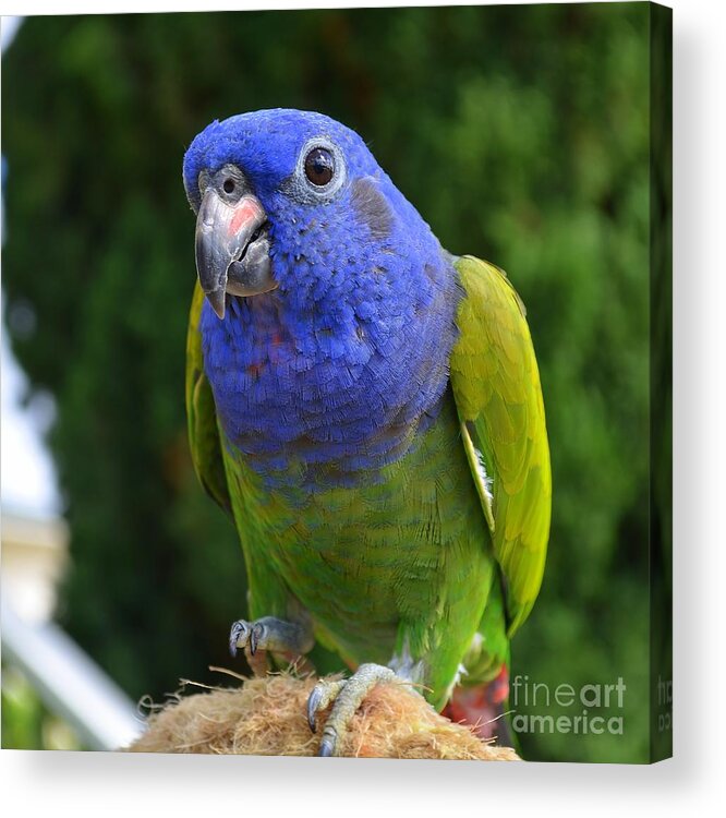Blue Headed Pionus Parrot Acrylic Print featuring the photograph Blue Headed Pionus Parrot by Mary Deal