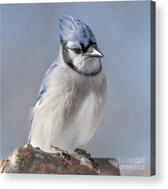  Acrylic Print featuring the photograph Blue Jay Sitting Pretty by Sandra Rust