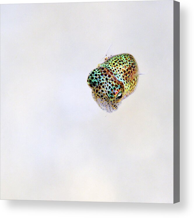 White Acrylic Print featuring the photograph Bobtail squid by Artesub