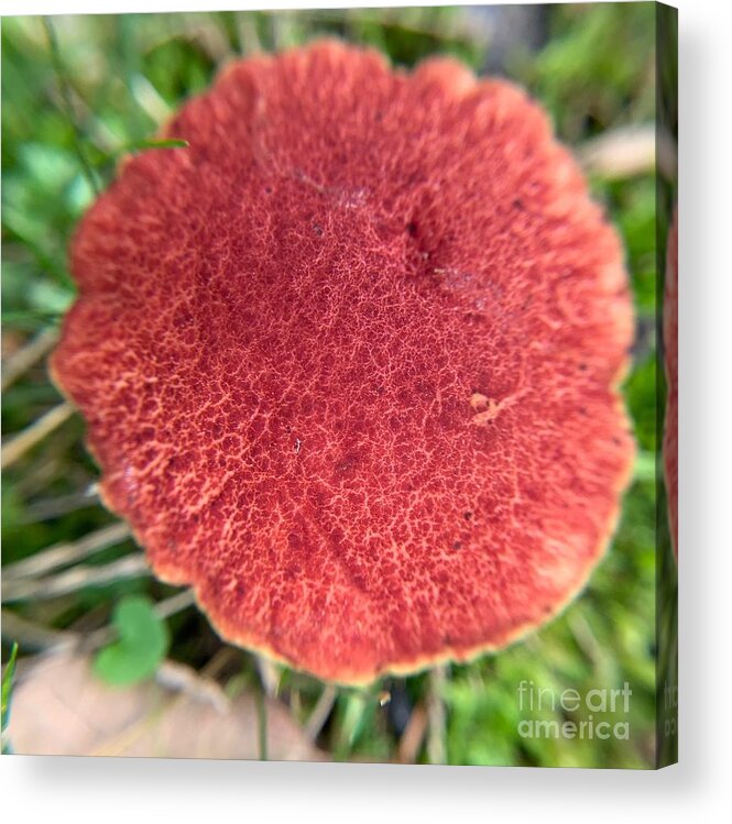 Plant Acrylic Print featuring the photograph Boletus Paluster by Catherine Wilson