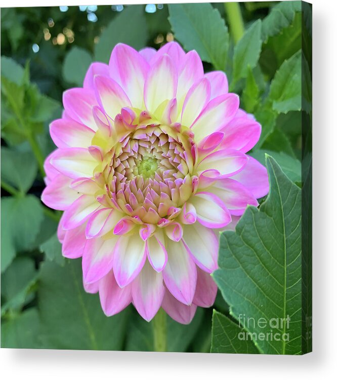Floral Acrylic Print featuring the digital art Bright Pink, Yellow And White Dahlia Bloom by Kirt Tisdale