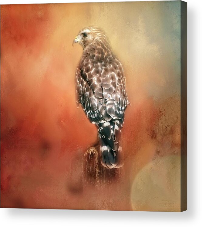 Wildlife Acrylic Print featuring the photograph Brown Shouldered Hawk by Marjorie Whitley