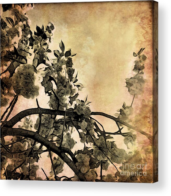 Cherry Blossoms Acrylic Print featuring the photograph Brushed Cherry Blossoms by Onedayoneimage Photography