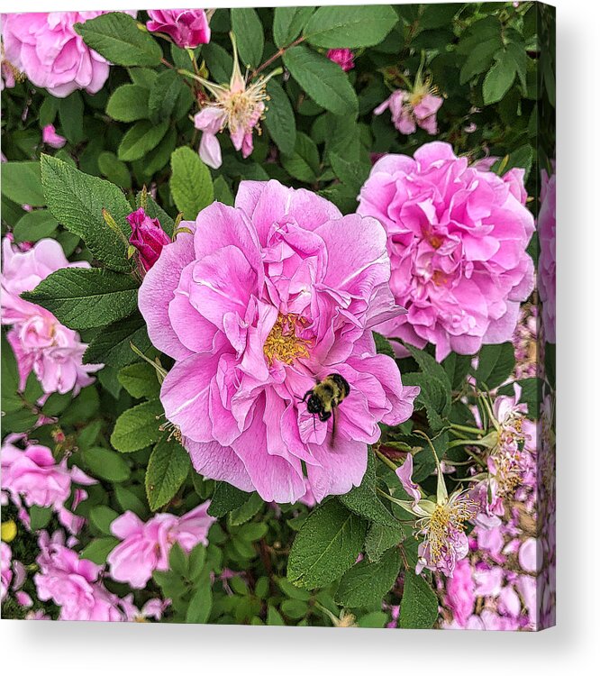 Rose Acrylic Print featuring the photograph Bumble Bee and Pink Rose by Russel Considine