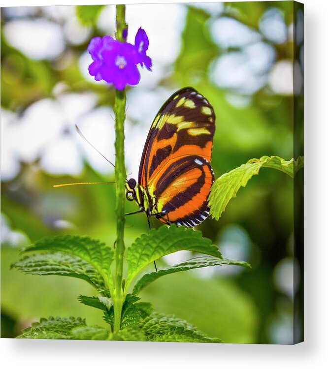 Butterfly Acrylic Print featuring the photograph Butterfly by David Beechum