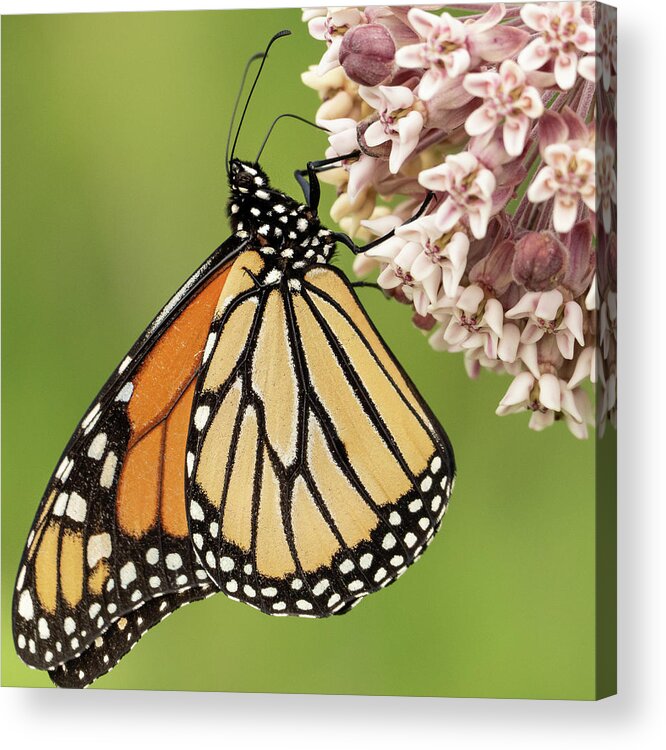 Butterfly Pink Flower Acrylic Print featuring the photograph Butterfly on a Pink Flower by David Morehead