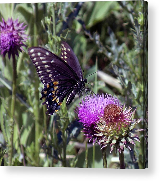 Butterfly Acrylic Print featuring the photograph Butterfly on a Thistle by Shirley Dutchkowski