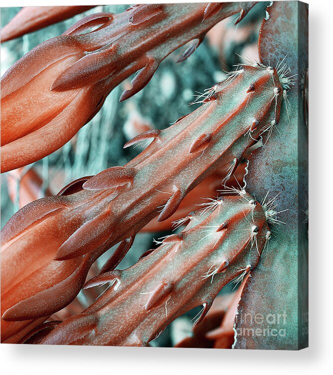 Cactus Acrylic Print featuring the photograph Cactus by Russell Brown