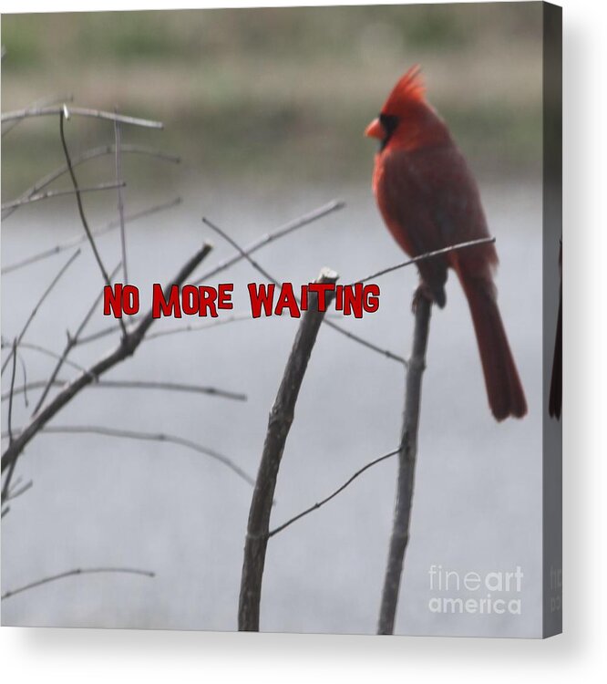 Cardinal Acrylic Print featuring the photograph Cardinal Bird Waiting by Catherine Wilson