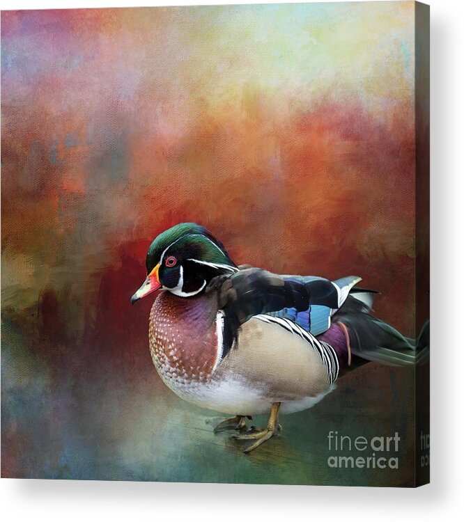 Wood Duck Acrylic Print featuring the mixed media Carolina Duck by Eva Lechner