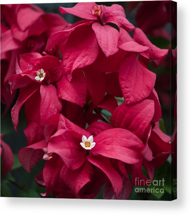 Holiday Acrylic Print featuring the photograph Celebrating the Holidays by Amy Dundon