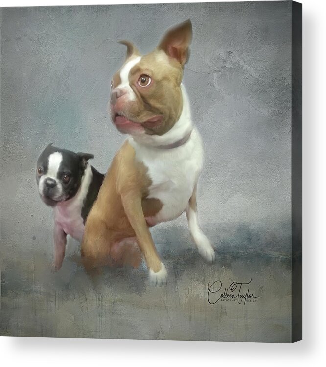Boston Terrier's Acrylic Print featuring the mixed media Cheech and Chong by Colleen Taylor