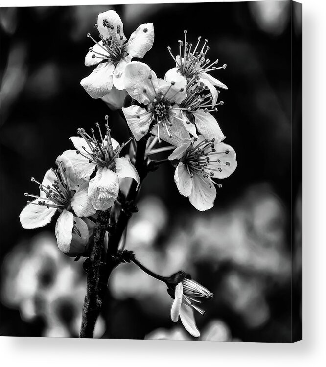 Cherry Blossoms Acrylic Print featuring the photograph Cherry Blossoms BW by Flees Photos
