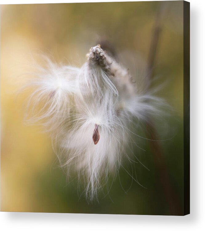 Milkweed Acrylic Print featuring the photograph Circle of Life by Forest Floor Photography