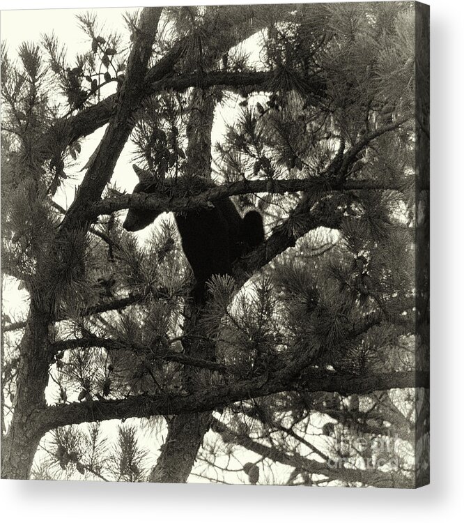 Bear Acrylic Print featuring the photograph Climbing Bear 4 by Phil Perkins