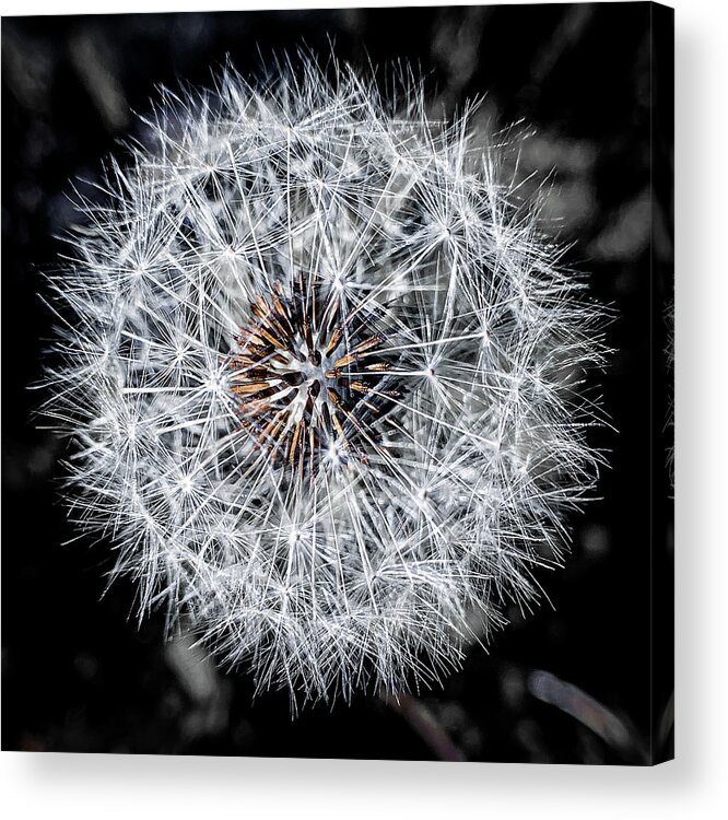 Dandelion Acrylic Print featuring the photograph Close up of a dandelion by Jim Feldman