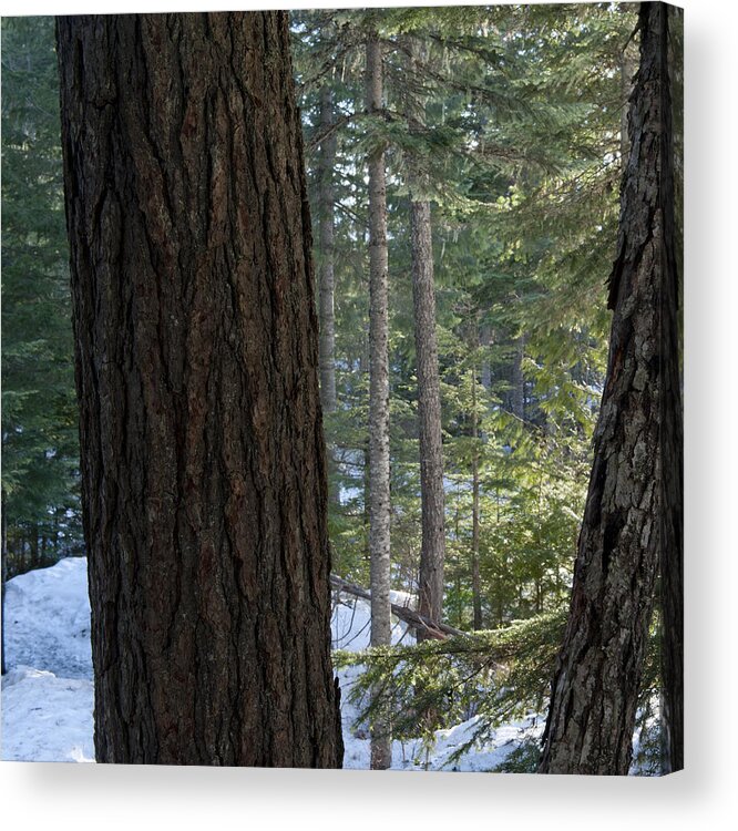 Snow Acrylic Print featuring the photograph Close-up of a tree trunk by Fotosearch