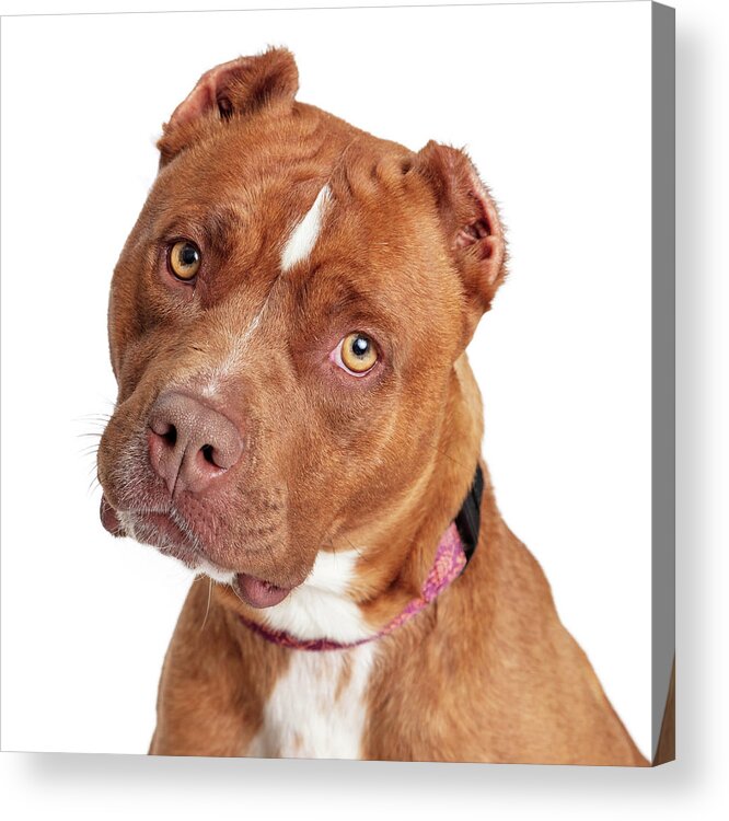Terrier Acrylic Print featuring the photograph Closeup Beautiful Brown Staffordshire Terrier Dog by Good Focused