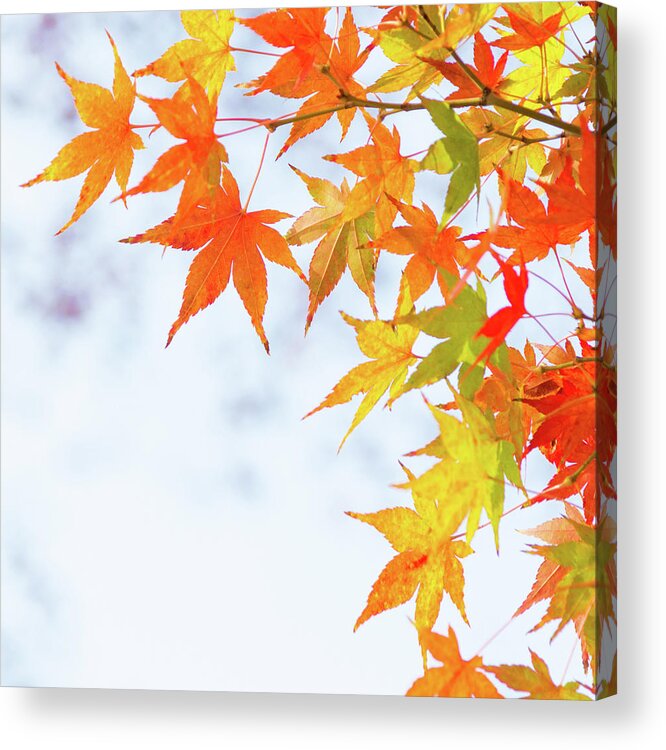 Acer Acrylic Print featuring the photograph Colorful maple leaves on branch, square crop by Viktor Wallon-Hars