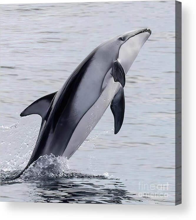  Acrylic Print featuring the photograph Common Dolphin Leaper by Loriannah Hespe