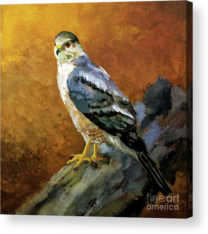 Hawk Acrylic Print featuring the digital art Cooper's Hawk by Lois Bryan