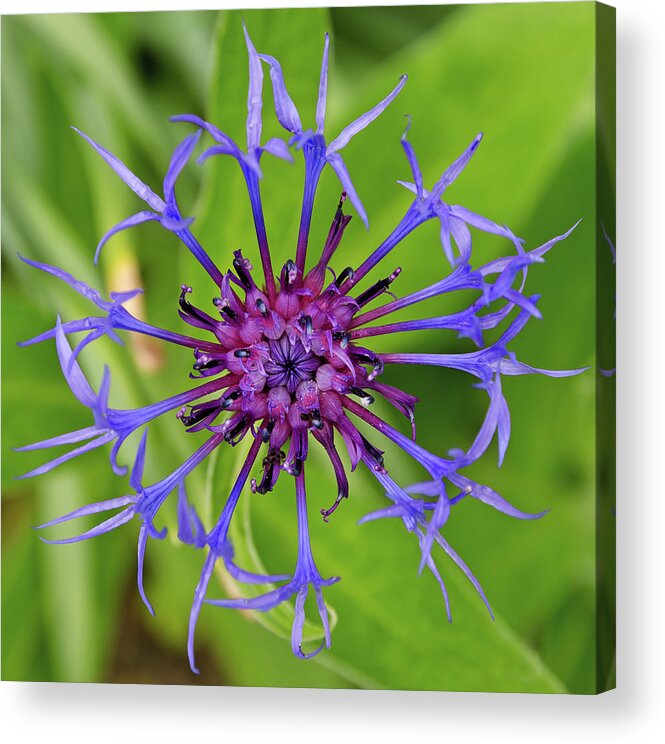 Cornflower Acrylic Print featuring the photograph Corn Flower by Maria Meester