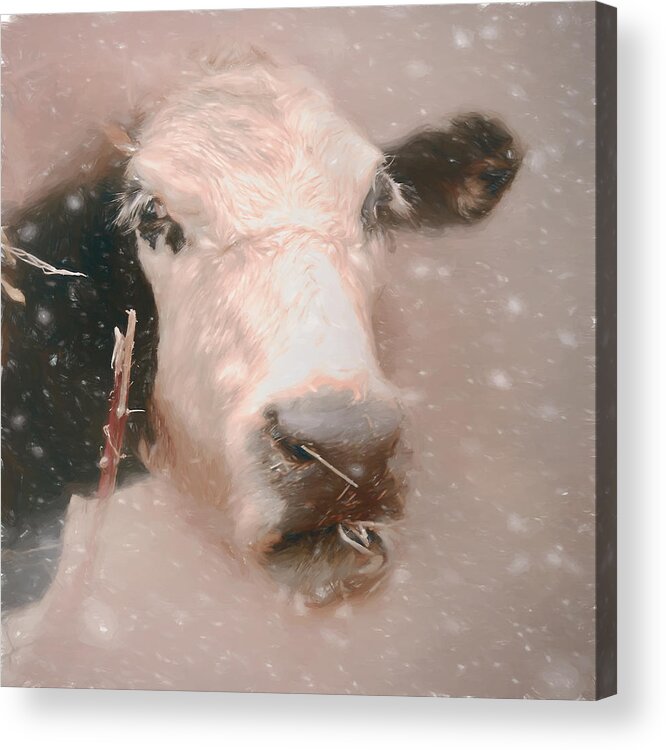 Cow Acrylic Print featuring the photograph Cow in a Snow Storm by Marjorie Whitley