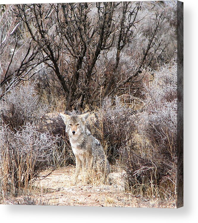 Coyote Acrylic Print featuring the photograph Coyote by Perry Hoffman